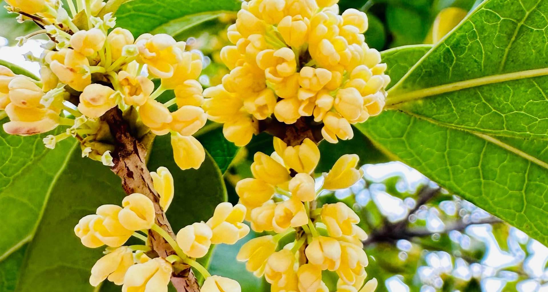 花浓日记APP是什么