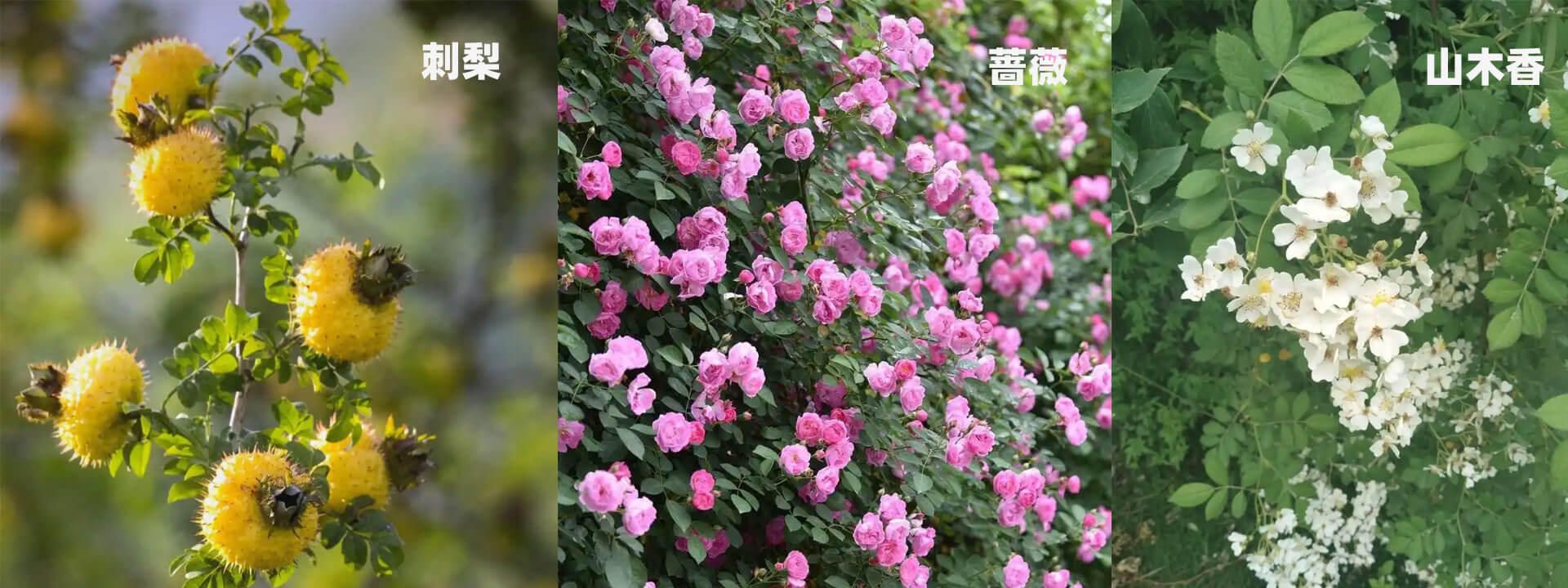 花浓日记月季嫁接