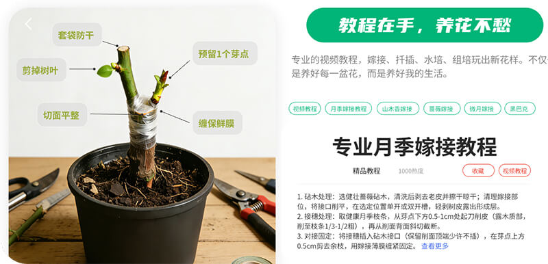 花浓日记app月季嫁接教程