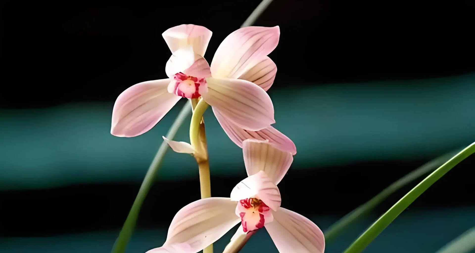 花浓日记APP是什么