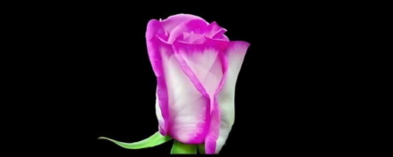 花浓日记月季和玫瑰