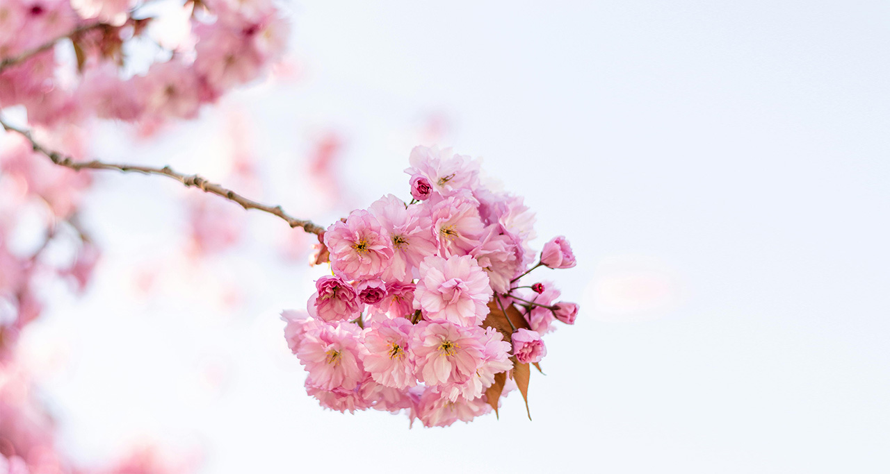 花浓日记APP是什么
