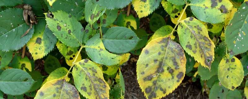 花浓日记月季和玫瑰