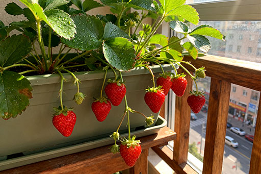 花浓日记-阳台种菜-草莓