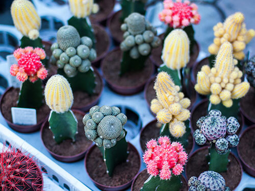 多肉植物商户案例